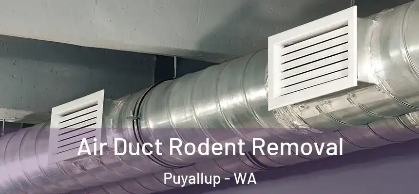  Air Duct Rodent Removal Puyallup - WA