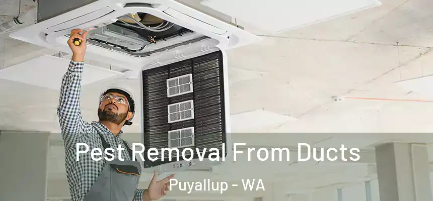 Pest Removal From Ducts Puyallup - WA