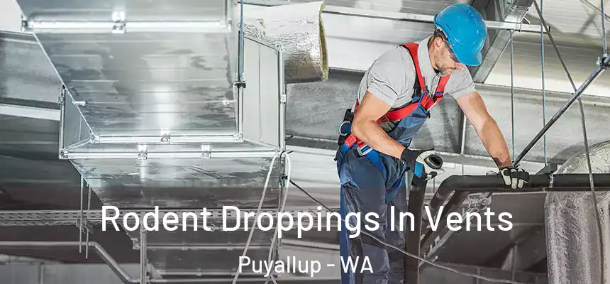  Rodent Droppings In Vents Puyallup - WA